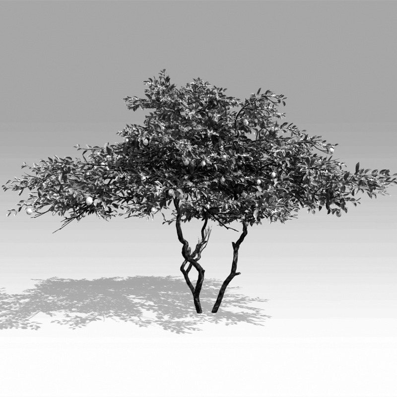 28_LemonTree_Fruit