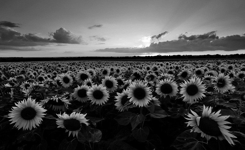 Sunflower-Field