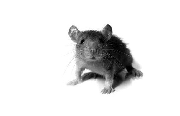 maus