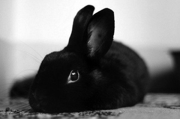 rabbitt