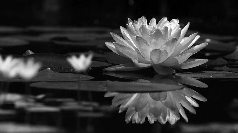 lotus