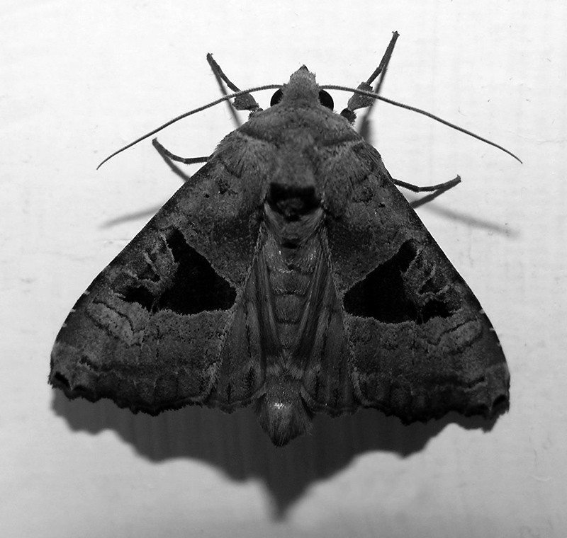 moth