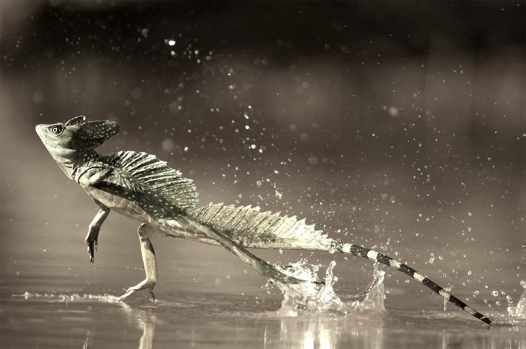 Jesus Green lizard Costa Rica1_zpsggvllkxg