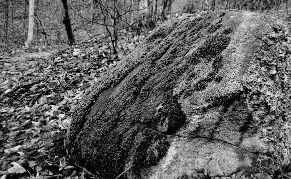 mossy-rock