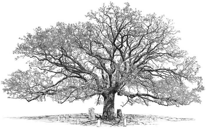oak
