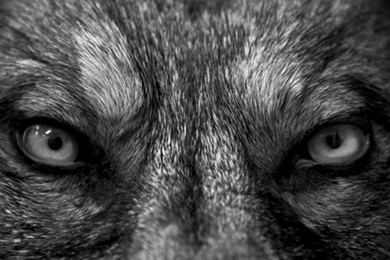 Dog-Bite-Evil-Eyes
