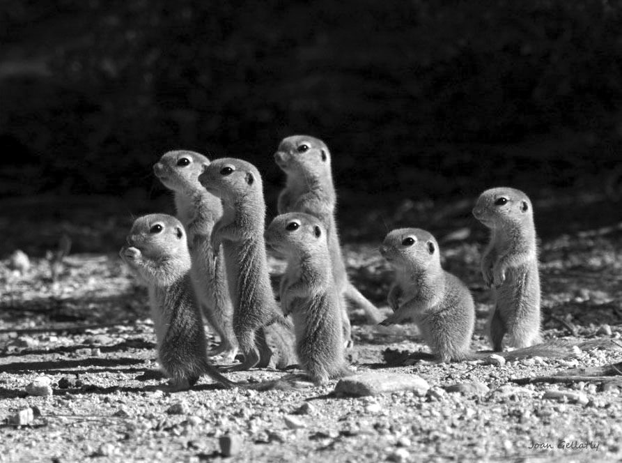Prairie-Dog-Puppies