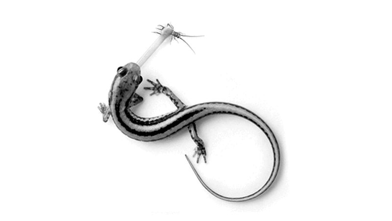 Salamander-IOTW-011516