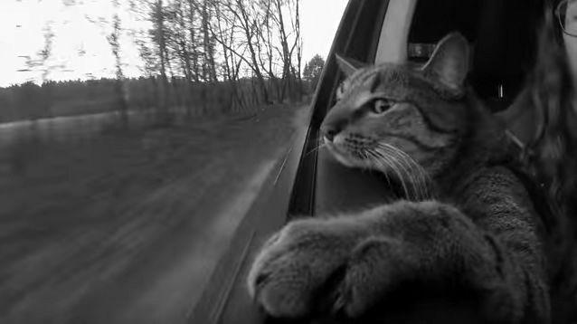 cat-in-the-car