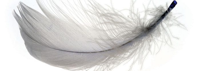dino_feather_wide