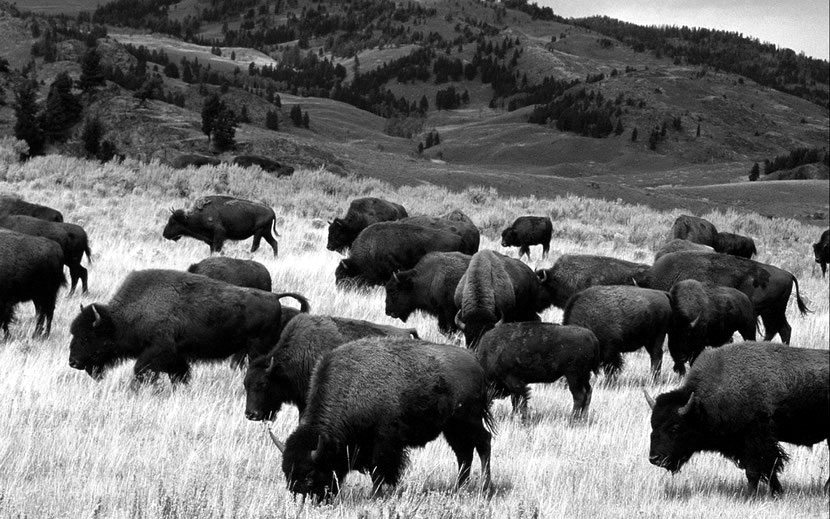 fiches-animaux-bison