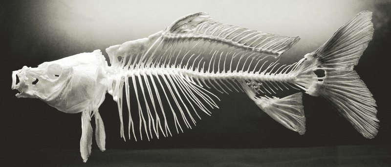 fish_bones_by_planet37-d3dcsd1
