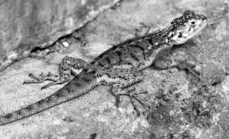 Lizard_-_e
