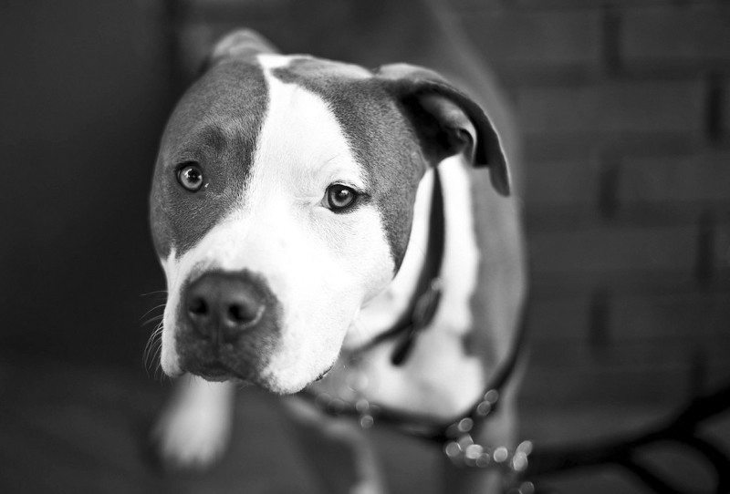 Pit-Bull-Saving-People