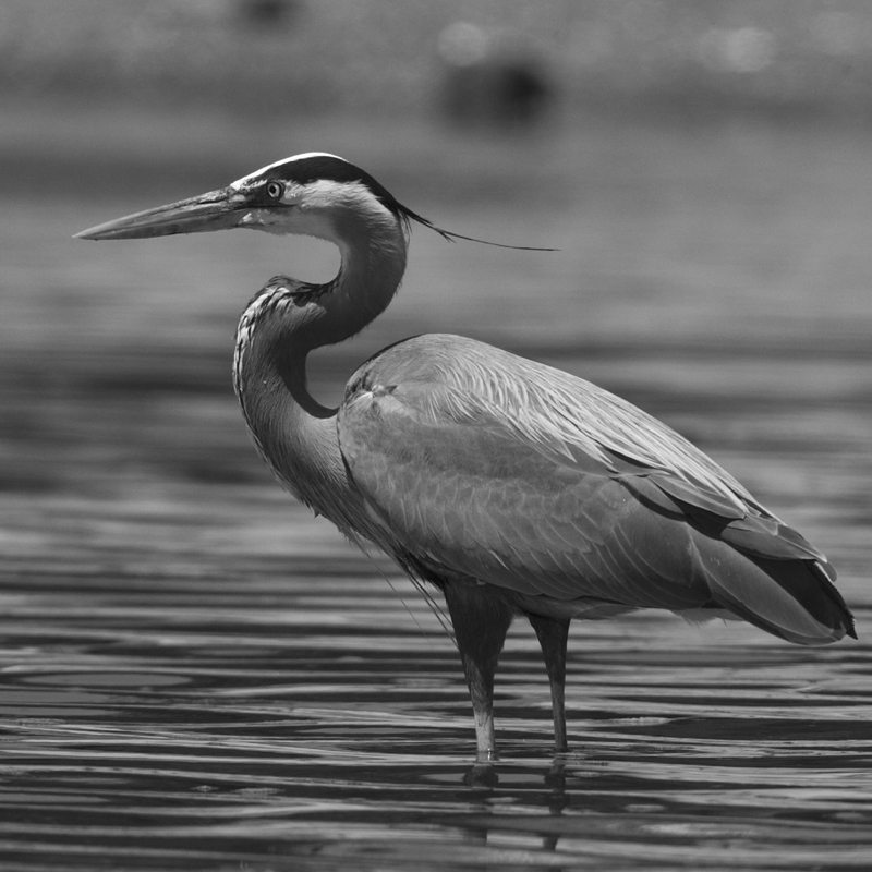 great-blue-heron1
