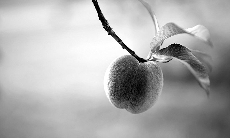 peach_on_a_tree_wallpaper_5