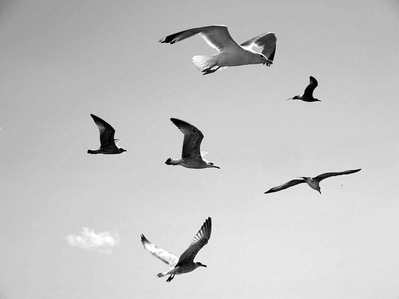 seagulls-flight-freedom