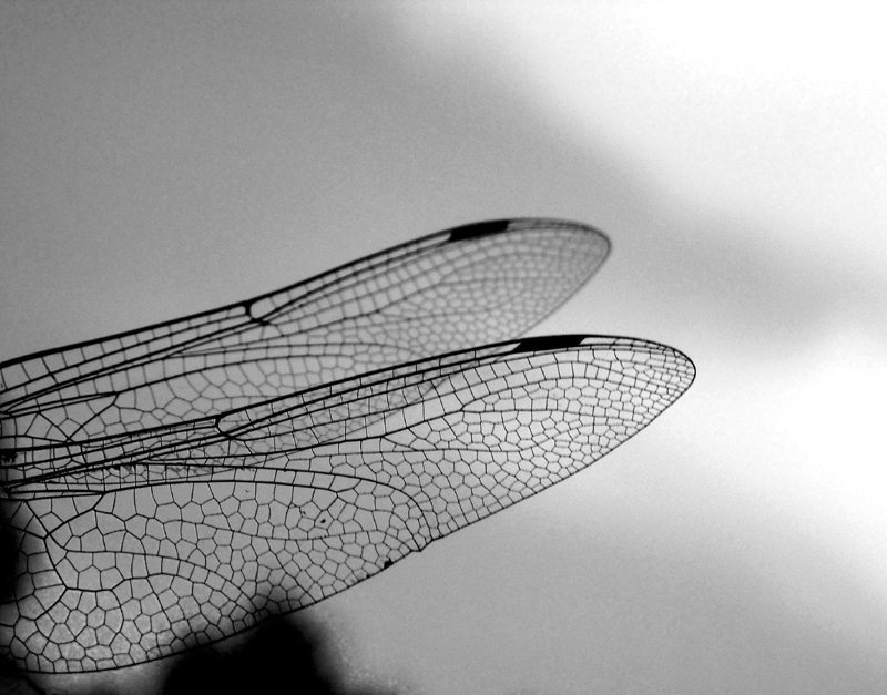 wings
