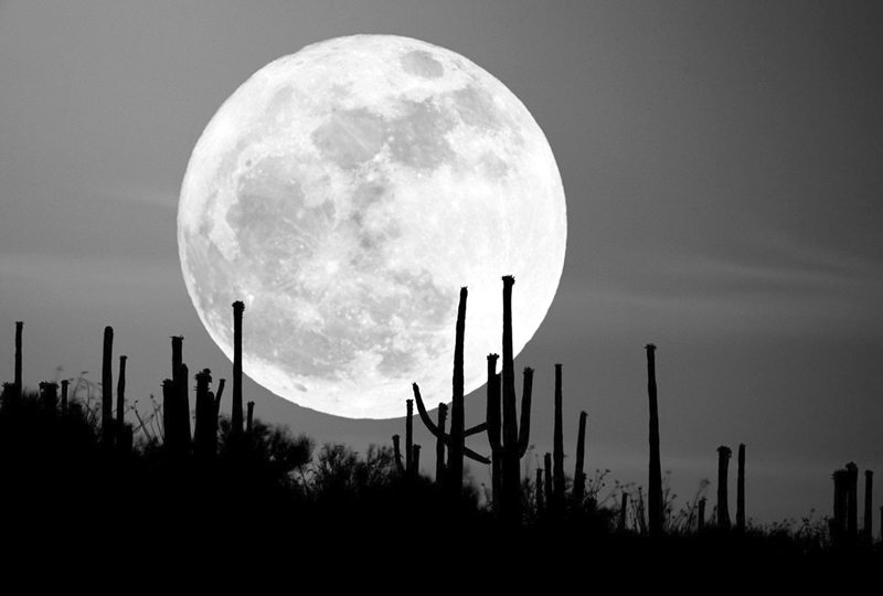 Harvest-Moon