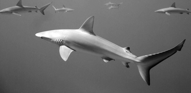 shark_wk_2015