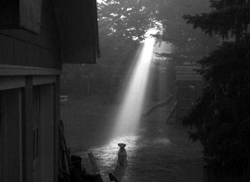 _dog_in_lightbeam-1