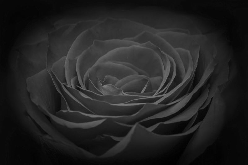 rose-266611_960_720