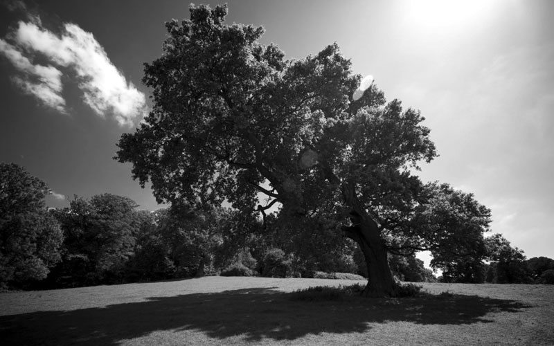 tree-sun-shade-1280x800