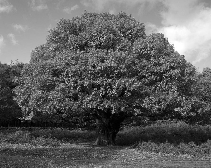 oak-007