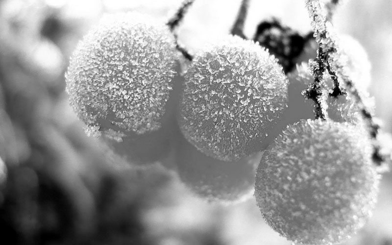 6859570-frost-wallpaper