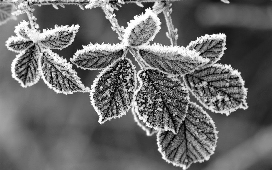 frost-leaves