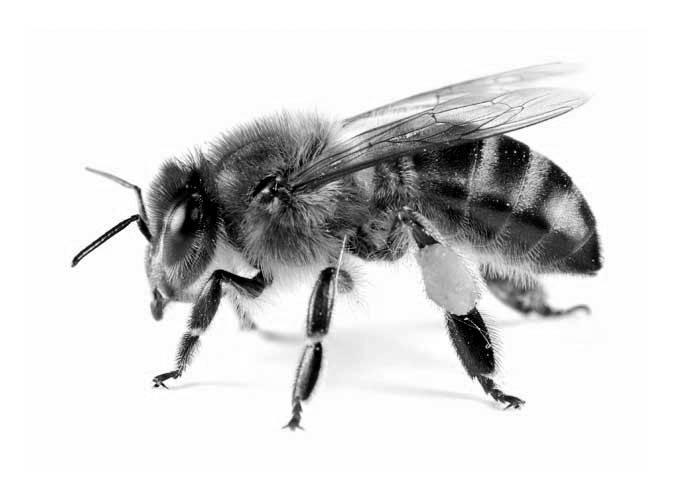 bee-01