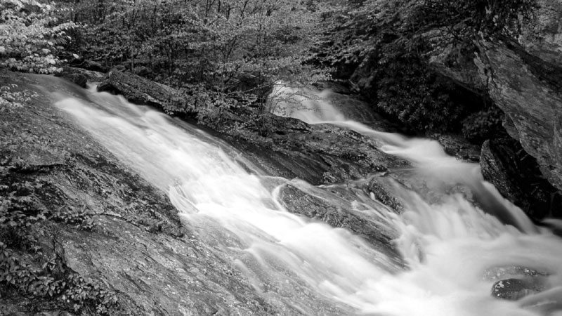 landscapes-forest-national