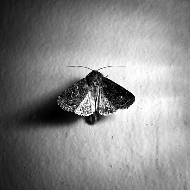 moth