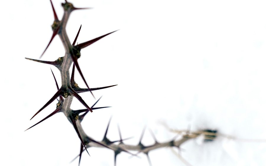 thorn